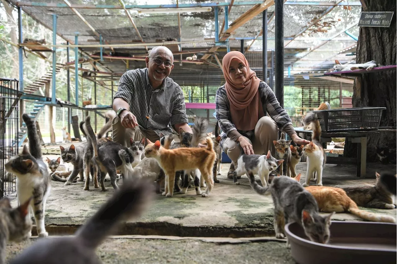 Couple providing shelter to over 2,000 stray cats at Bustana Kucing since 2015