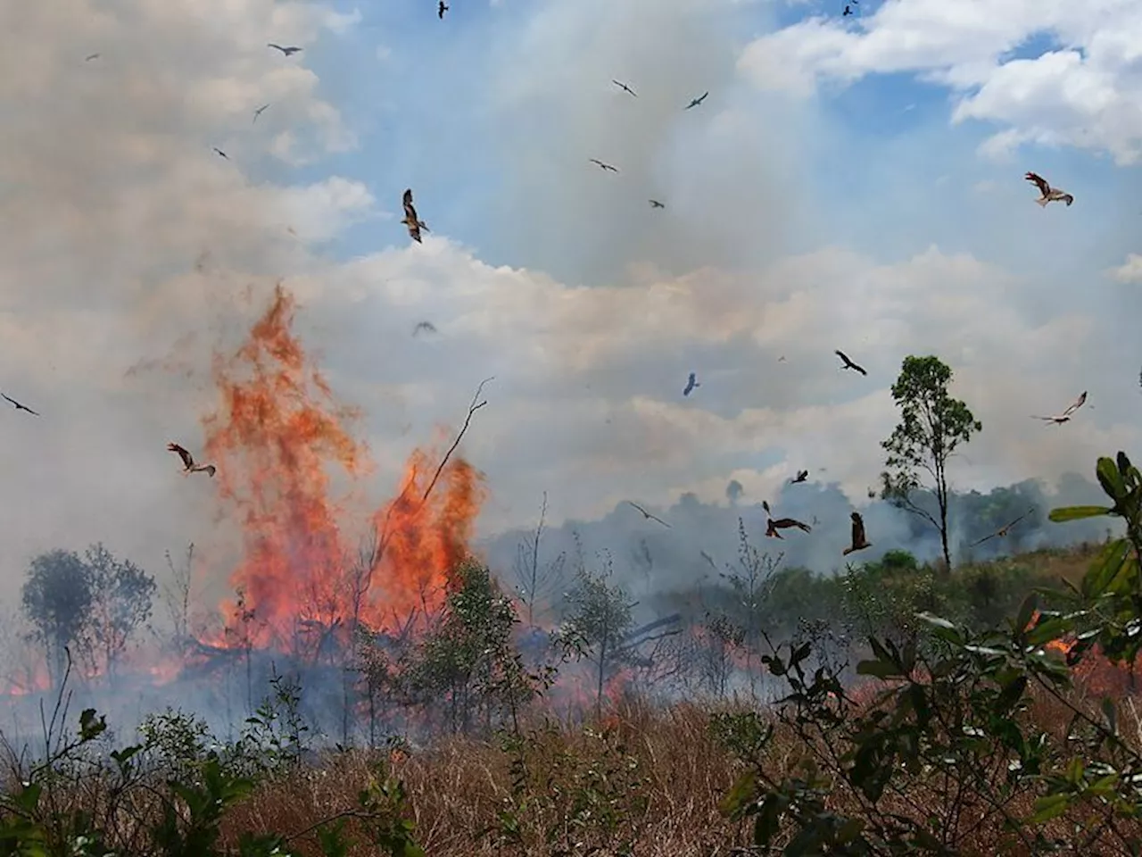 QuickCheck: Do some birds intentionally start wildfires?