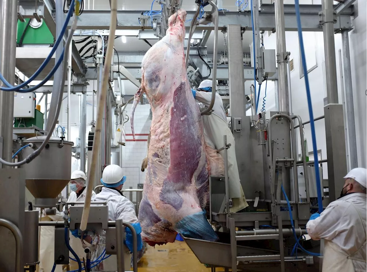 Abattoir de Bègles en 2022: « Nous avons privilégié au maximum le respect de l’animal »