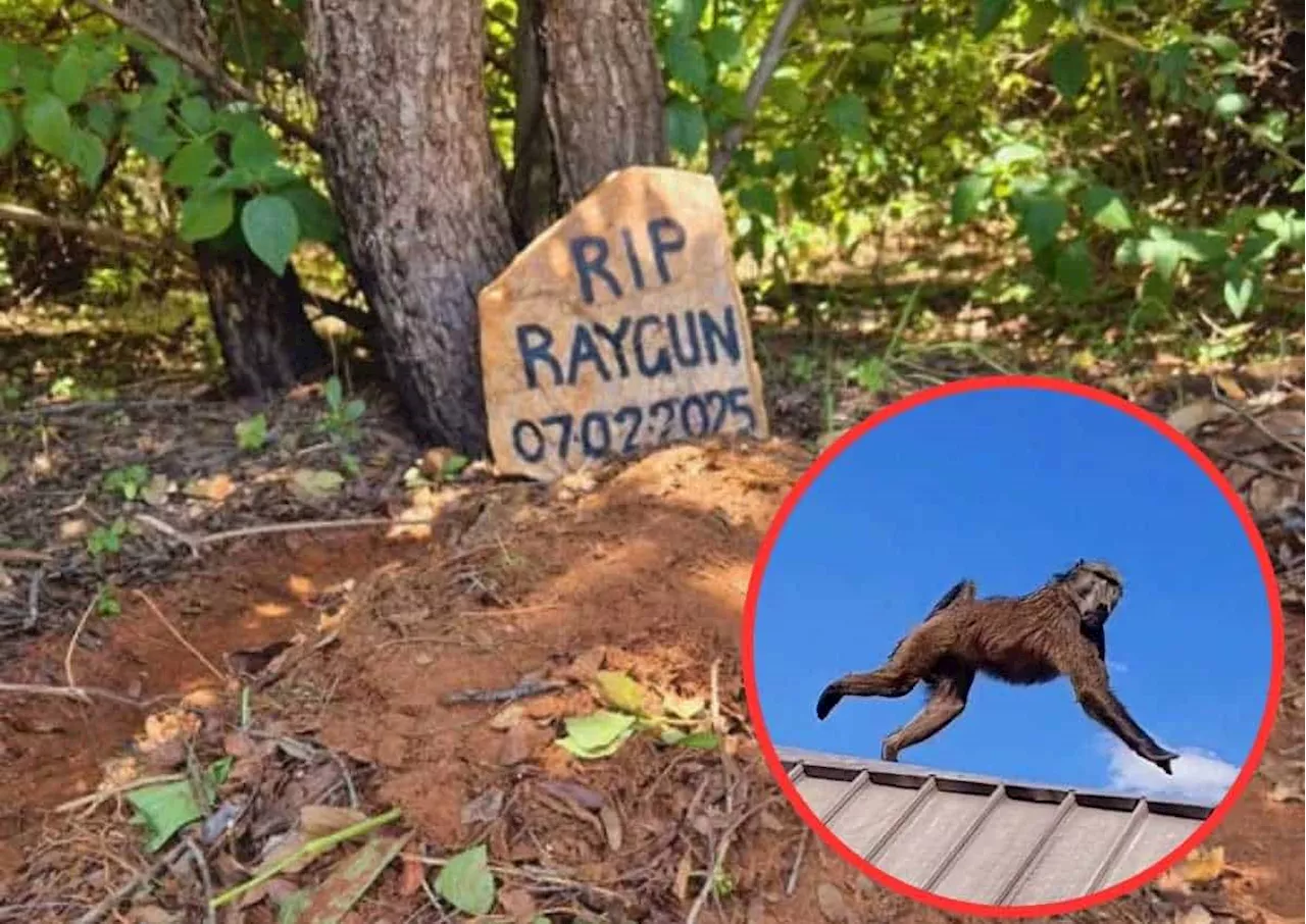 Heartbreaking Killing of Raygun the Baboon Sparks Outrage