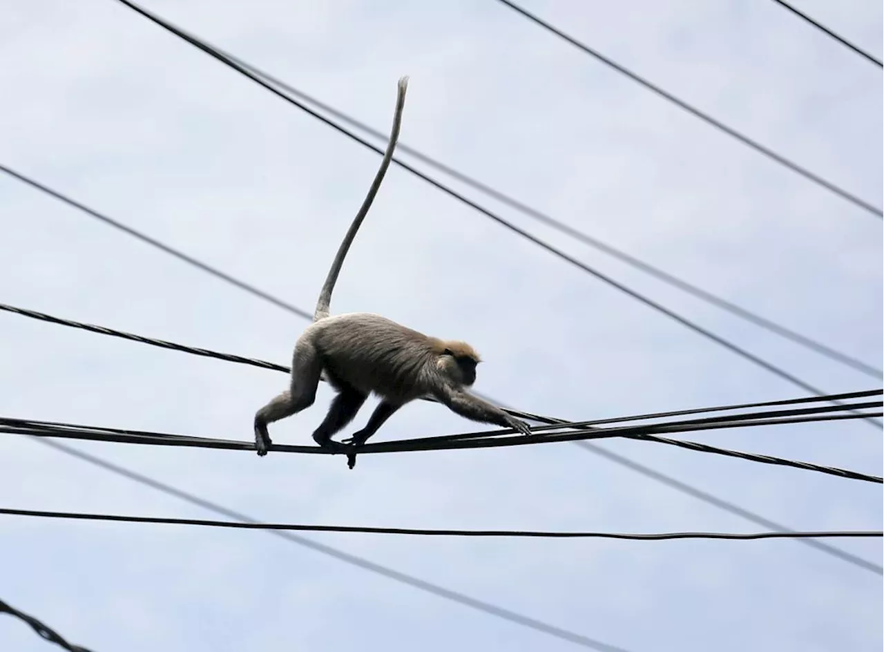 Apekatt forårsaker landsomfattende strømbrudd i Sri Lanka