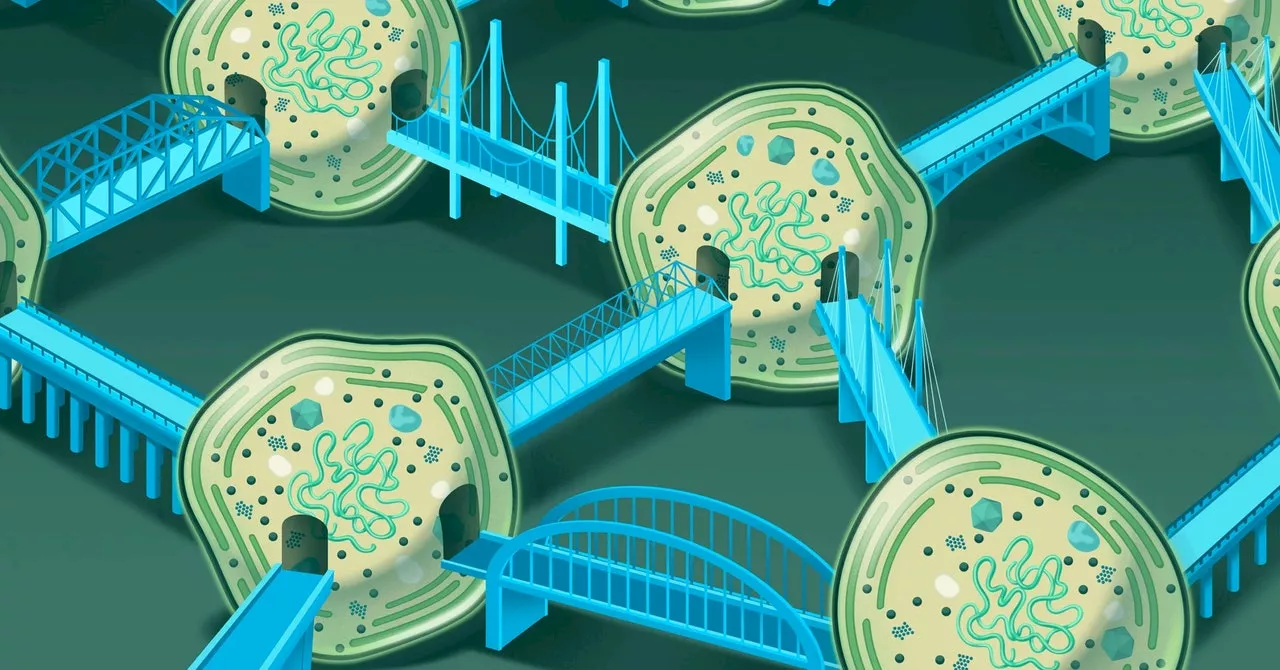 Tiny Ocean Bacteria Talk Through Bridges