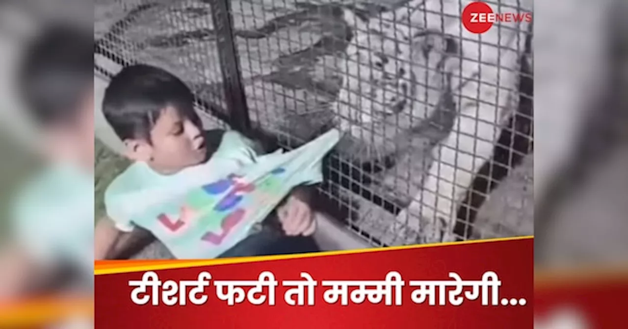 Viral Video : शेर से ज्यादा मां का खौफ! Tiger ने जबड़े में फंसाई टीशर्ट तो बच्चा बोले- छोड़ दे नहीं तो मम्मी...