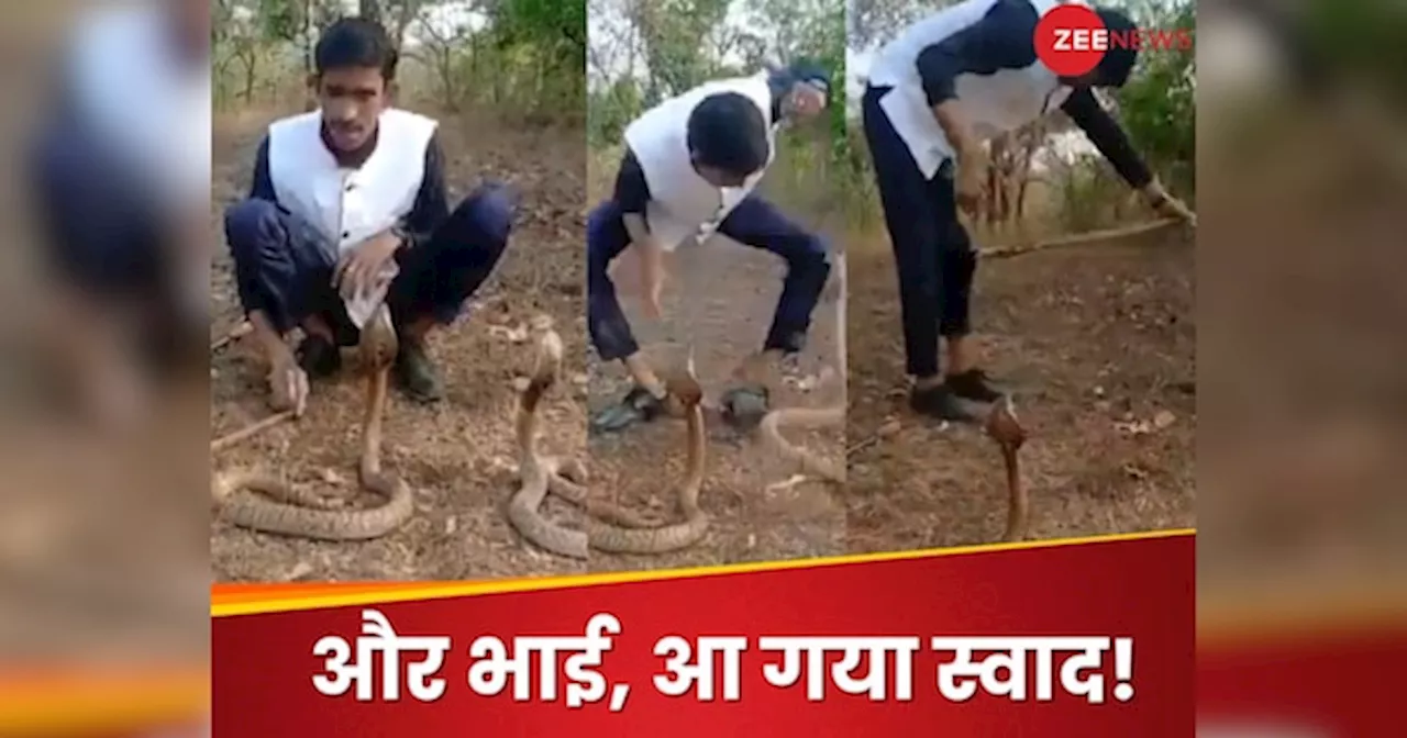 Viral Video : लड़का किंग कोबरा से ले रहा था मजे, सांप के एक दांव से आया पसीना; देखें VIDEO