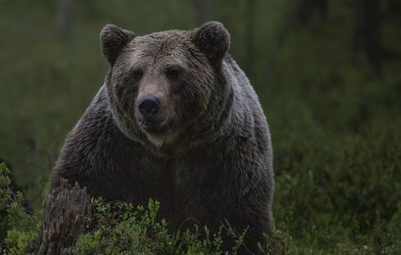 Un ours noir de plus de 200 kg découvert sous une maison en Californie