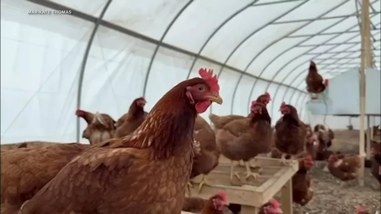 Illinois Medical Experts Brace for Potential Bird Flu Pandemic