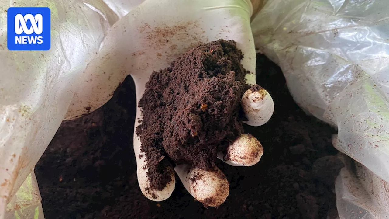 Turning Food Waste into a Nutrient-Rich Soil Amendment