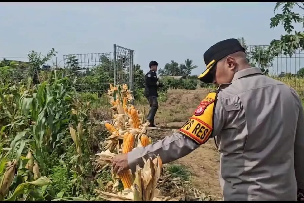 Polres Serang Dukung Panen Raya Jagung Seluas 18 Hektare