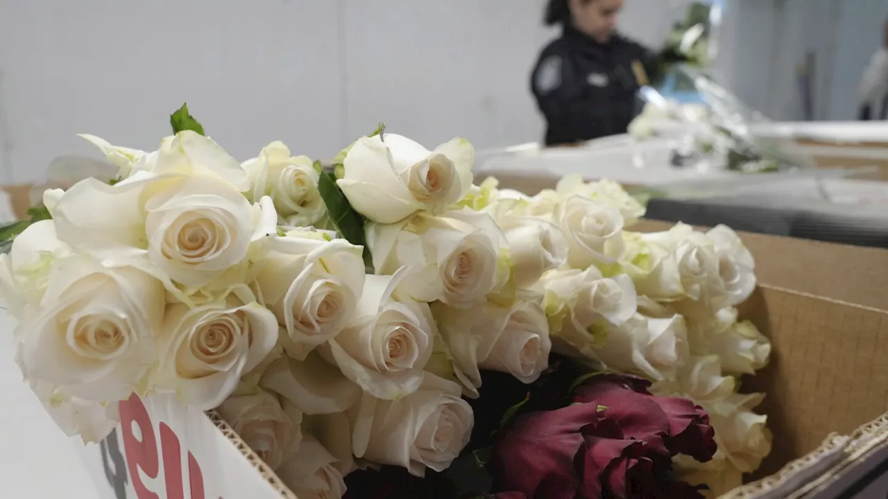 Valentine’s Day: 940 million flowers are traveling to you