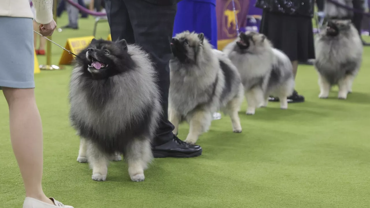 What the Westminster show dogs' names mean