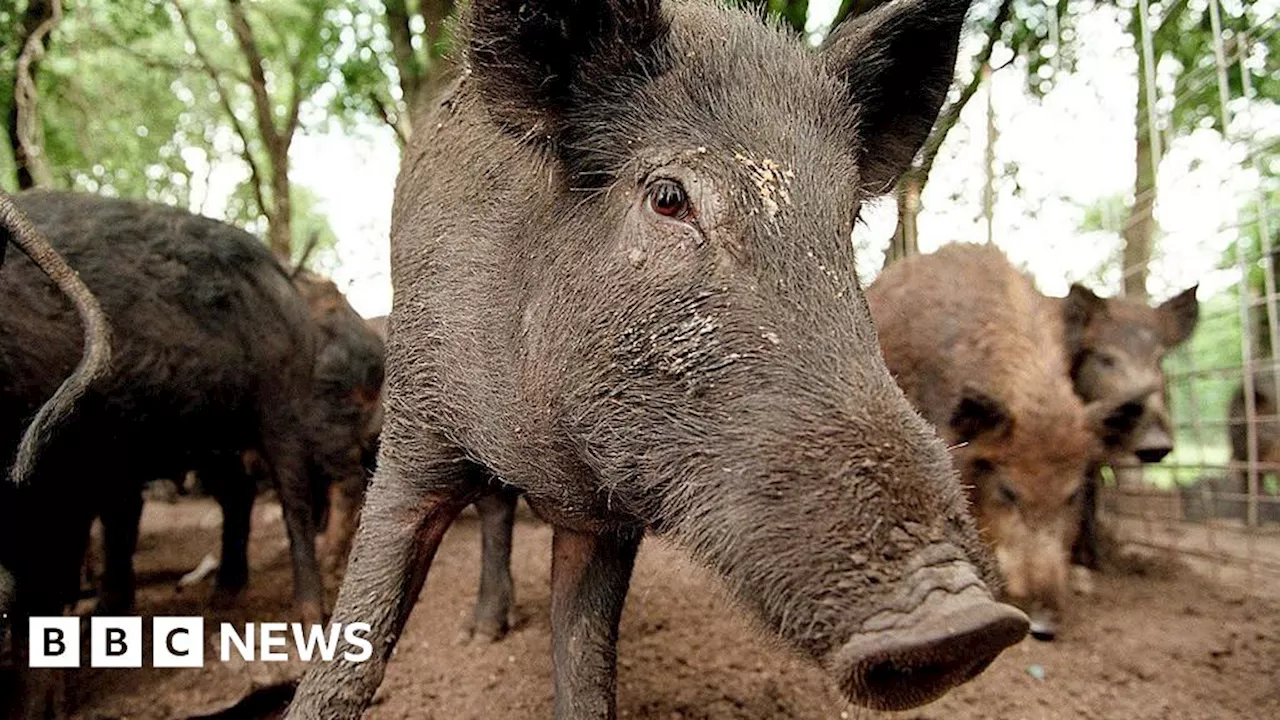 Feral Pigs May Have Been Illegally Released in Cairngorms National Park