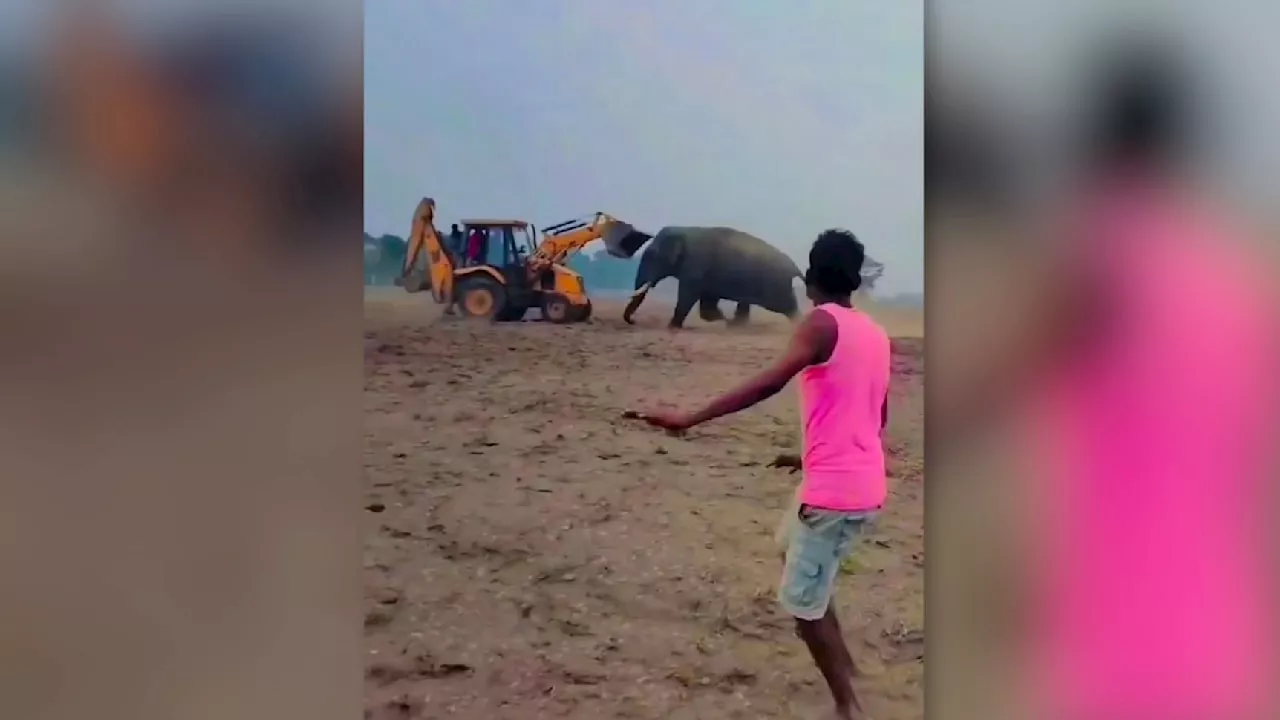 Bagger gegen Elefant: Kampf der Schwergewichte