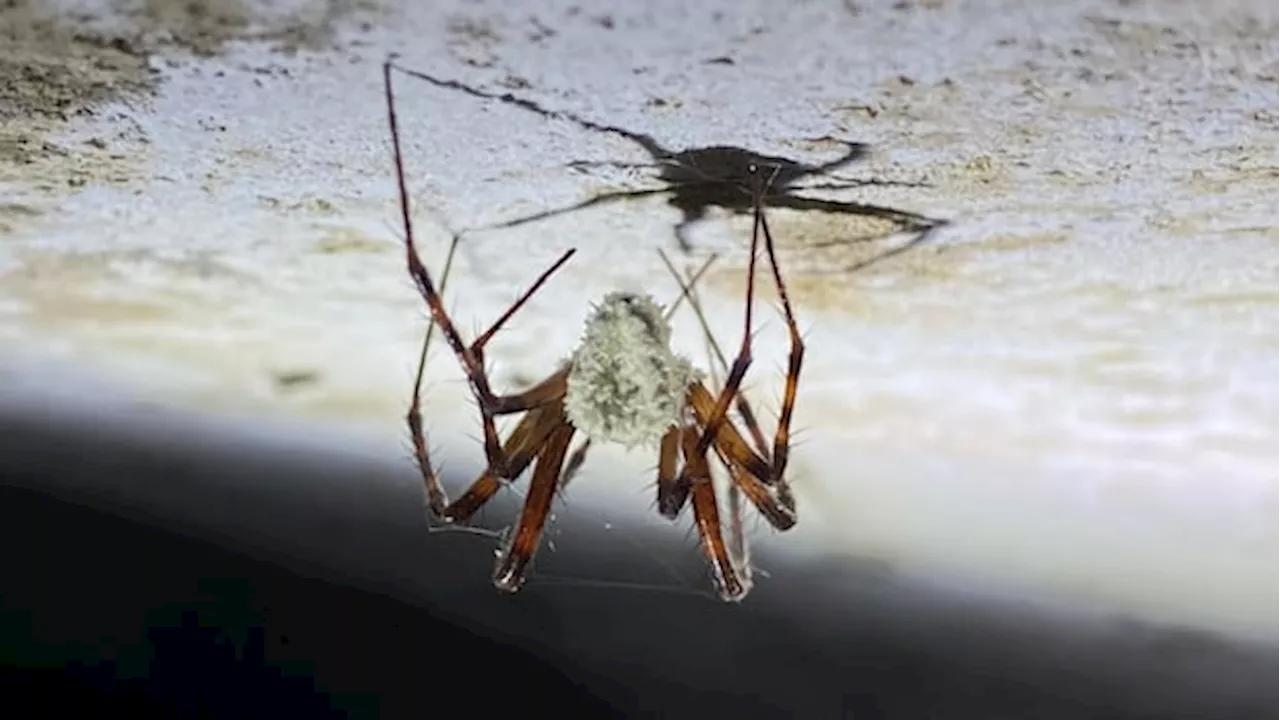 Zombie Spider Fungus Discovered in Ireland