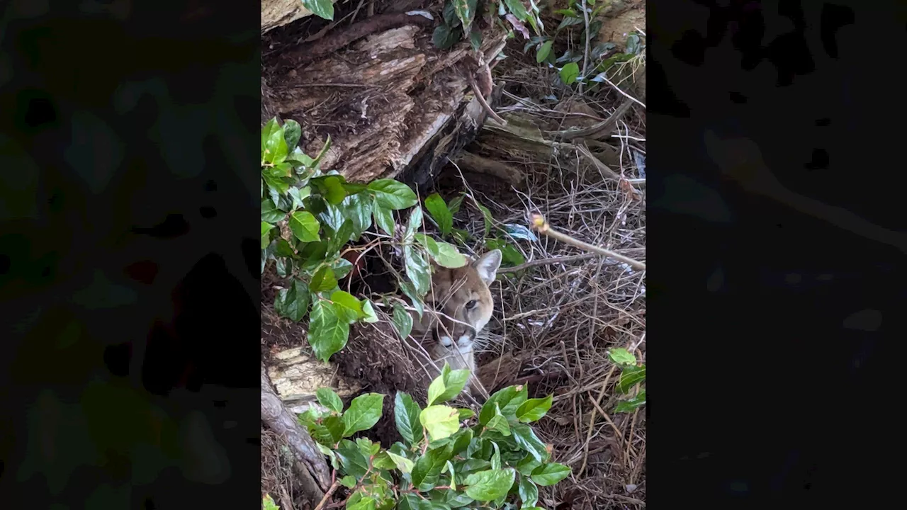 Cougar Spotted Relaxing on Port McNeill Beach