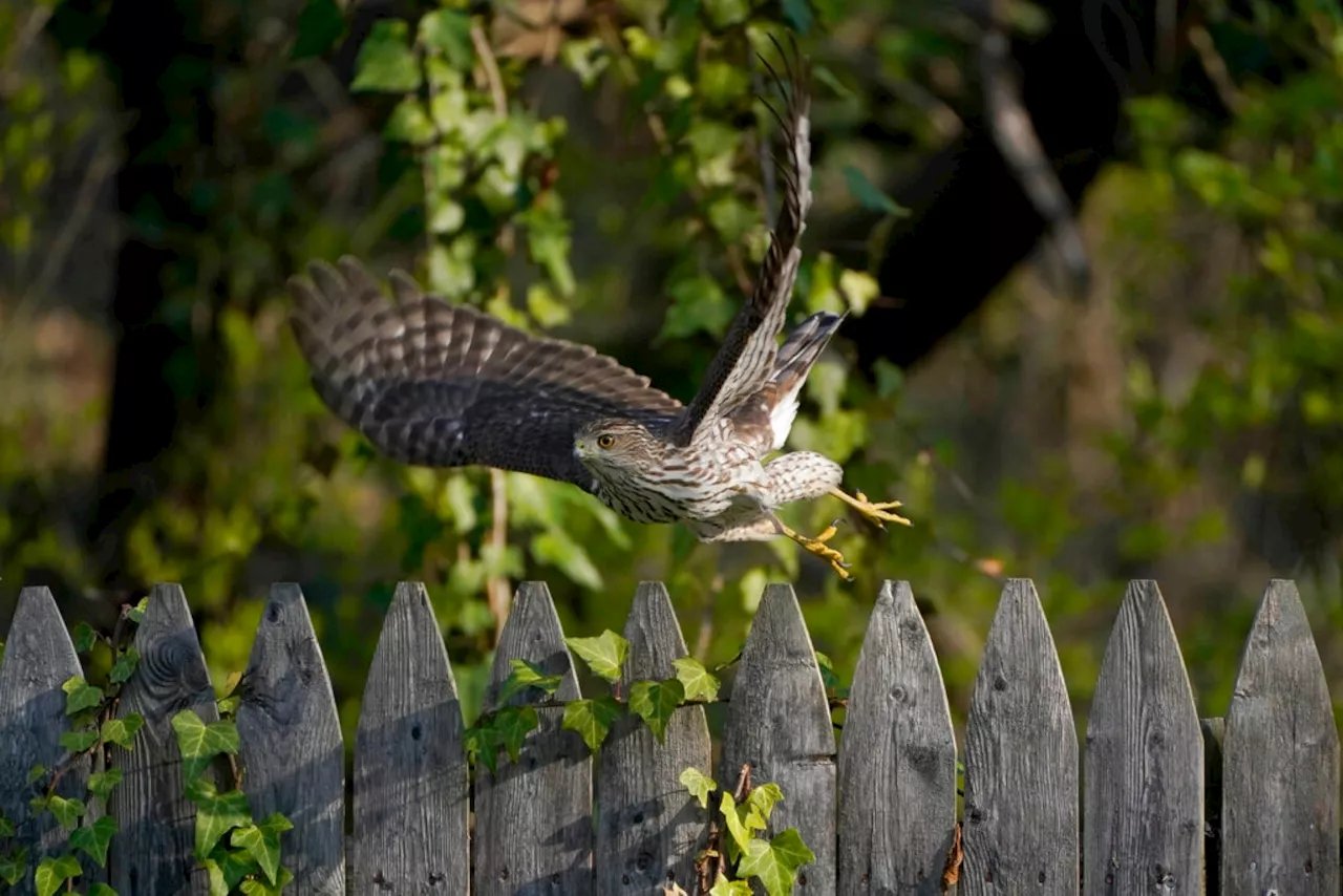 Fewer Birds in Our Yards: Climate Change and Other Threats