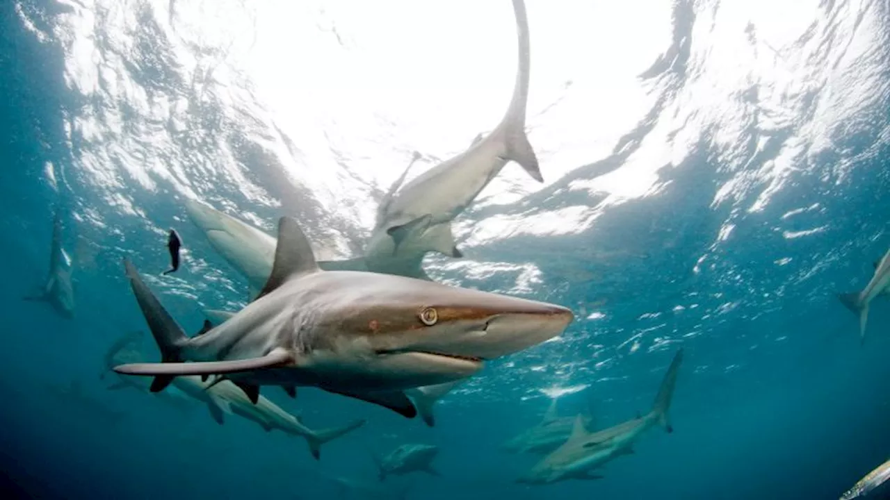 Unprovoked Shark Attacks Decline Sharply in 2024