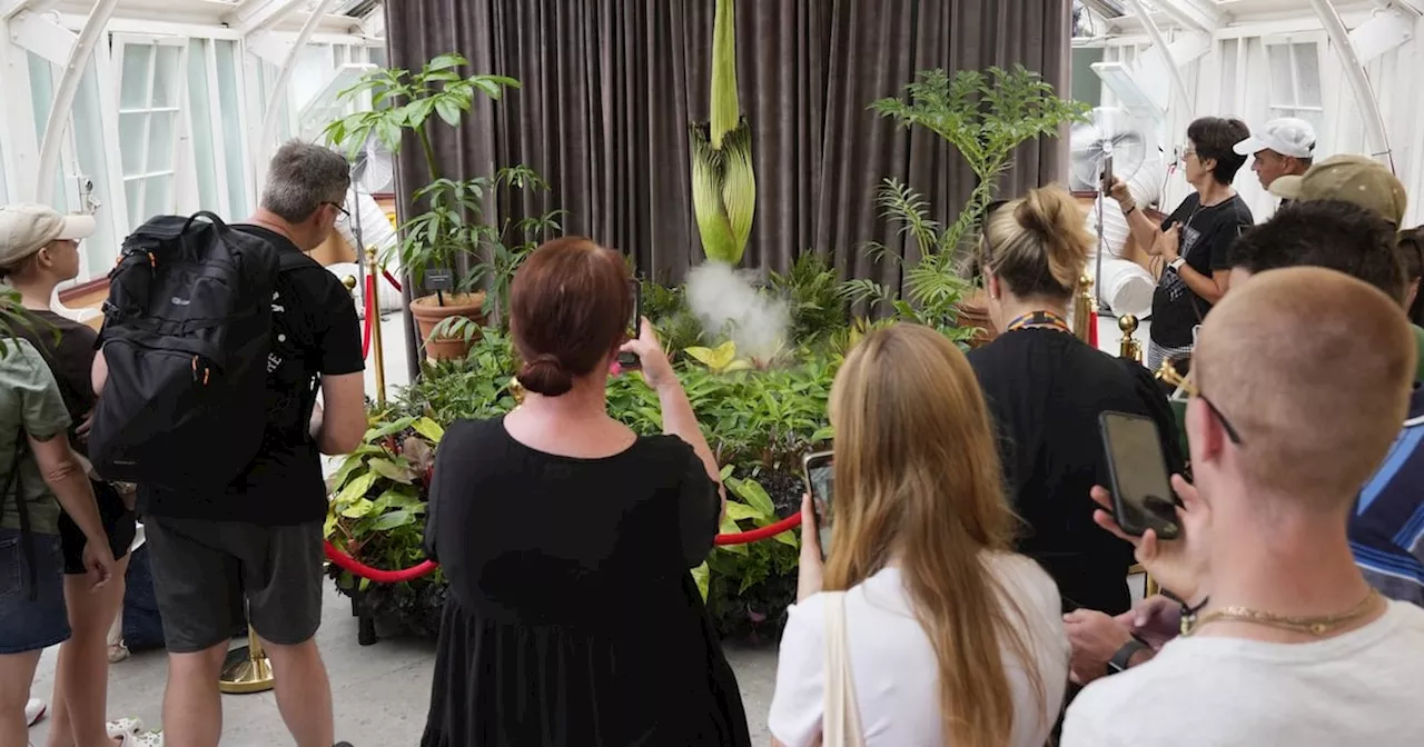 Sydney's Botanic Gardens Witness Rare Corpse Flower Bloom