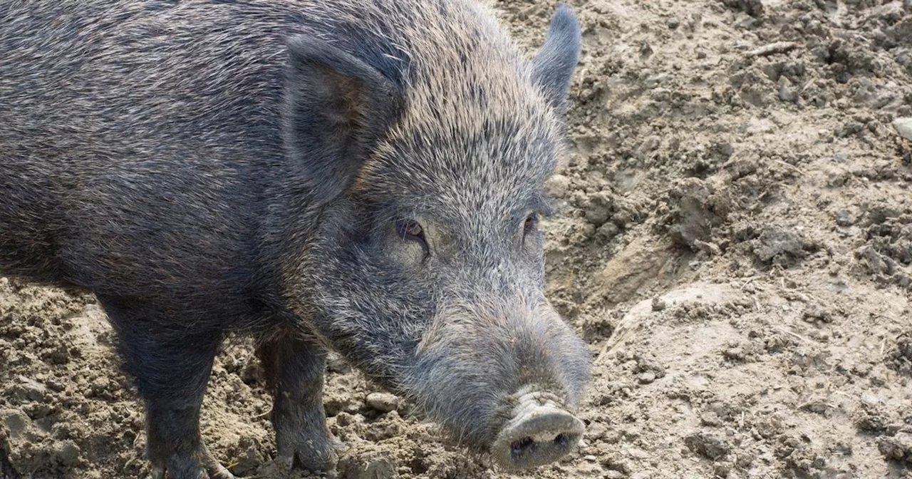 Feral Pigs Illegally Released in Cairngorms National Park