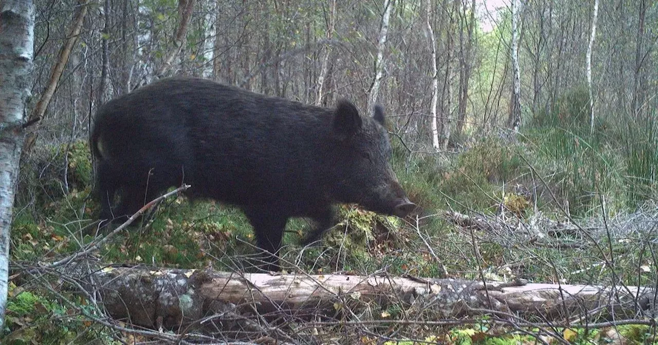 'Feral’ pigs in the Cairngorms located as experts work to capture them