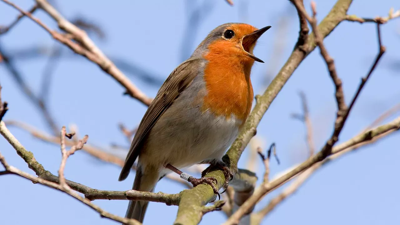 Gardeners issued warning if they spot robins, blackbirds and dunnocks outside this February