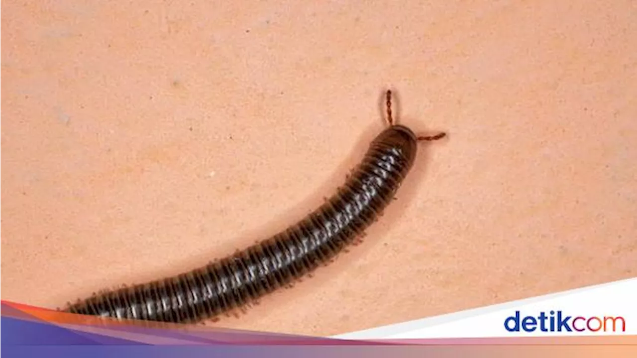 Kenapa Muncul Kaki Seribu dan Kelabang di Rumah? Ini Penyebab dan Cara Basminya