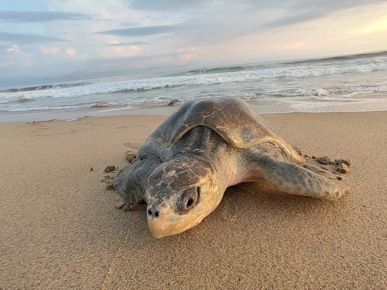 Tortuga verde fallecida en playas de Veracruz durante programa de limpieza