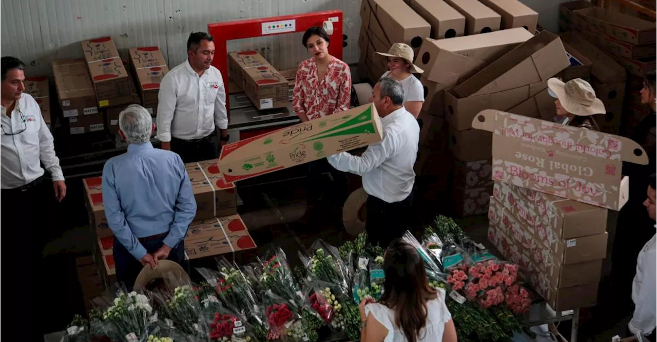 Colombia florece en San Valentín: 65.000 toneladas de flores llegan a Estados Unidos