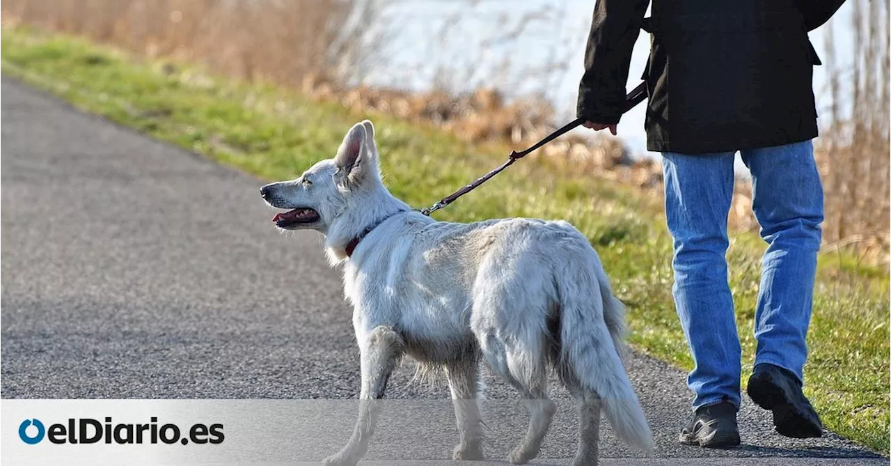 Yellow Dog Project: Respeto al espacio de los perros durante los paseos