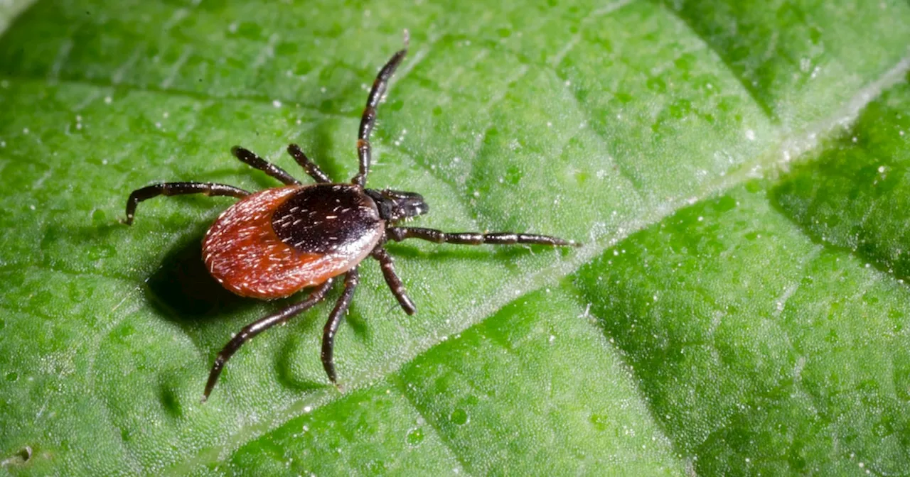 Neues Virus in den Alpen entdeckt: Gefahr für den Menschen?