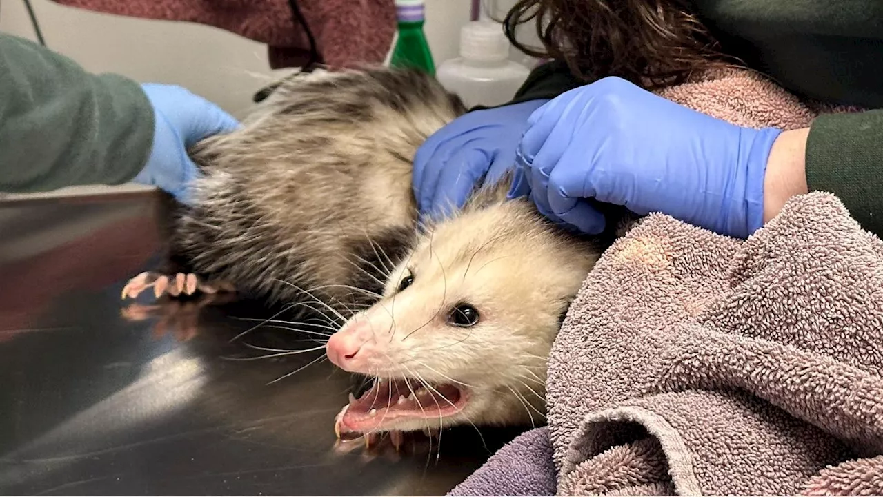 Opossum Hospitalized After Gorging On A Costco Chocolate Cake