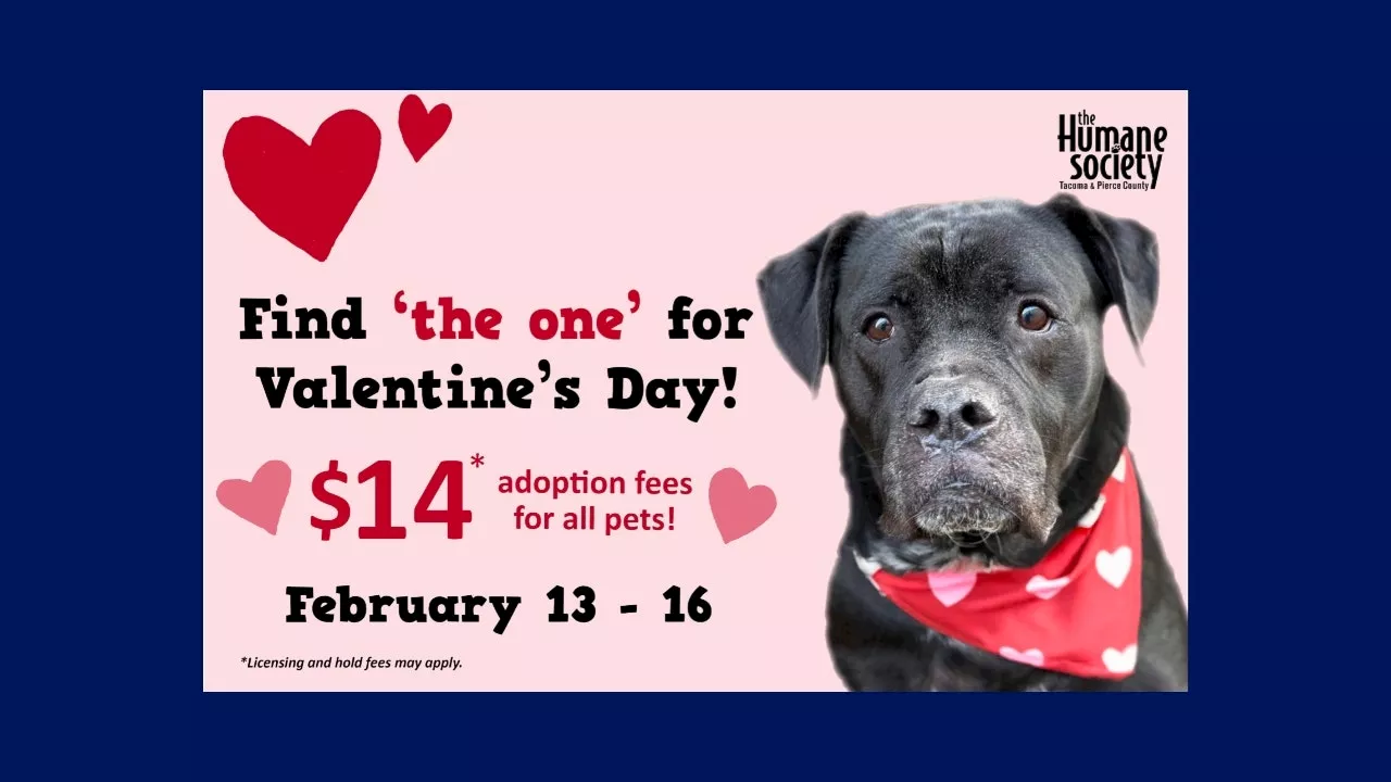 Tacoma Animal Shelter Lowers Adoption Fees for Valentine's Day