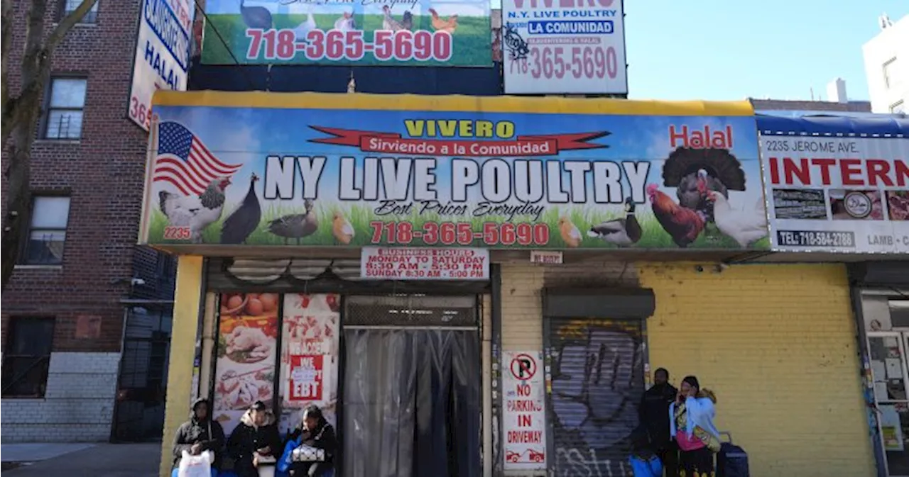 New York Shuts Down Live Poultry Markets Amid Bird Flu Outbreak