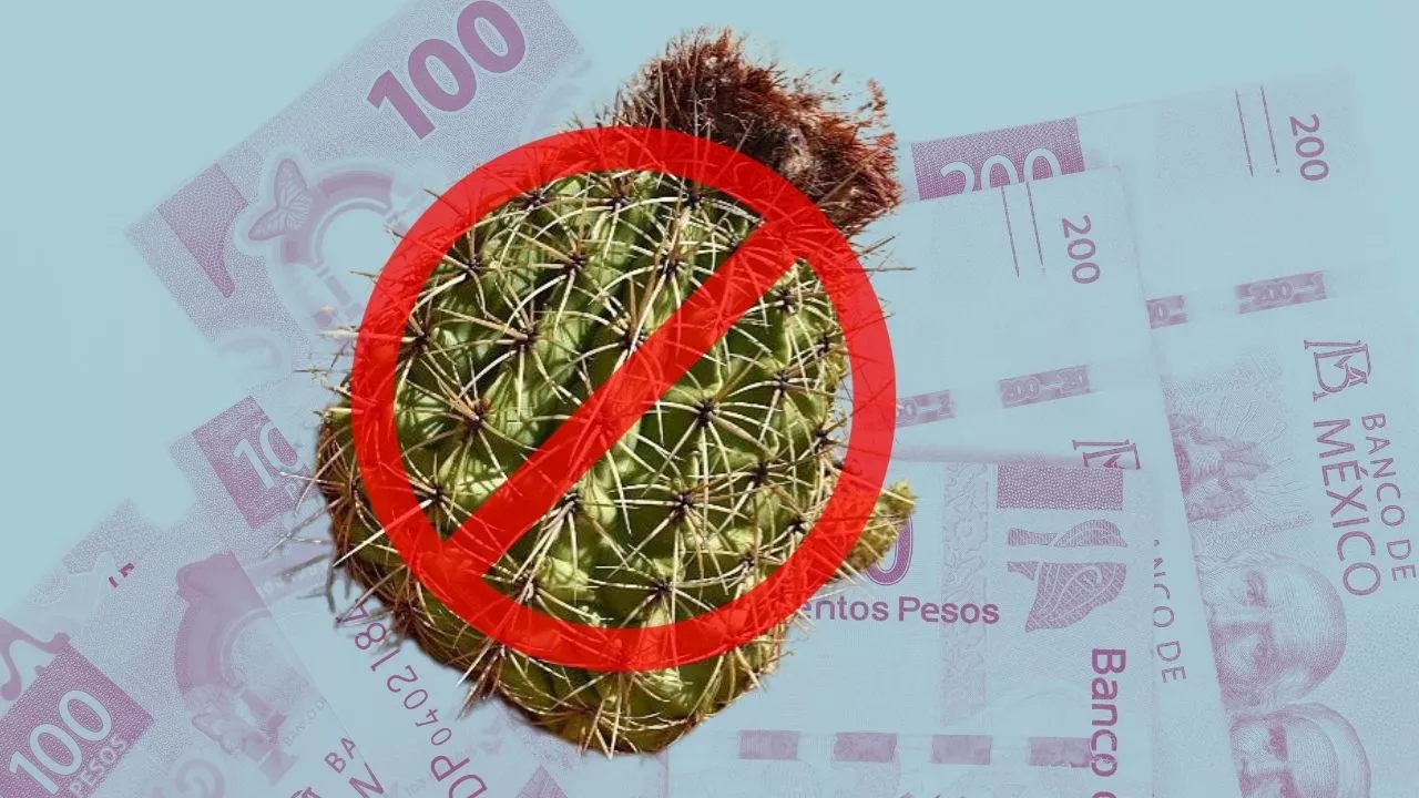 El cactus por el que podrían multarte hasta con 300 mil pesos si lo tienes en tu casa