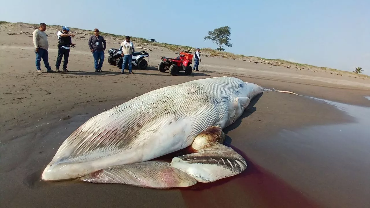 Encuentran una ballena muerta de 5 toneladas en playa de Veracruz