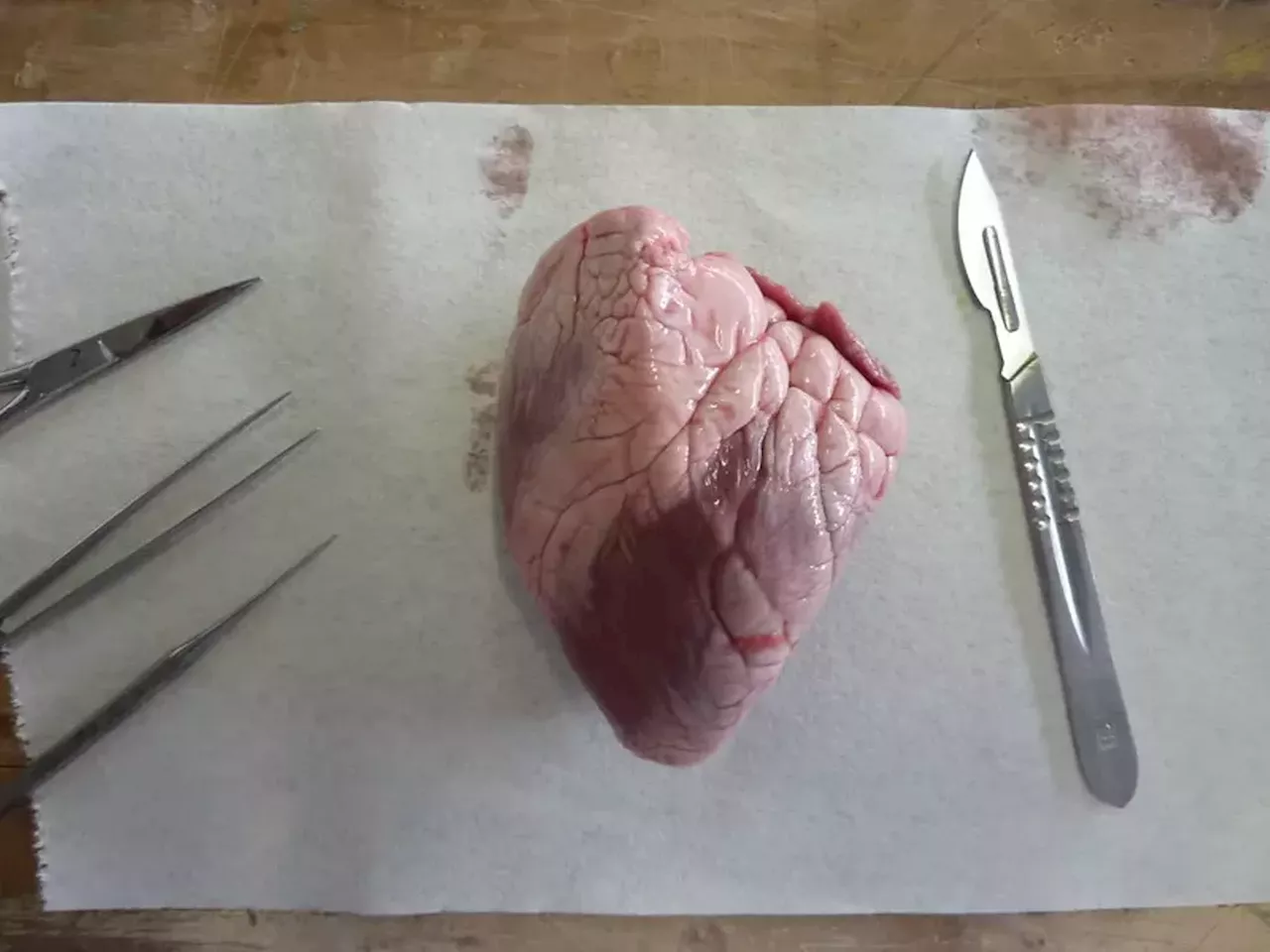 Dissect a Sheep's Heart for Valentine's Day at Children's Museum