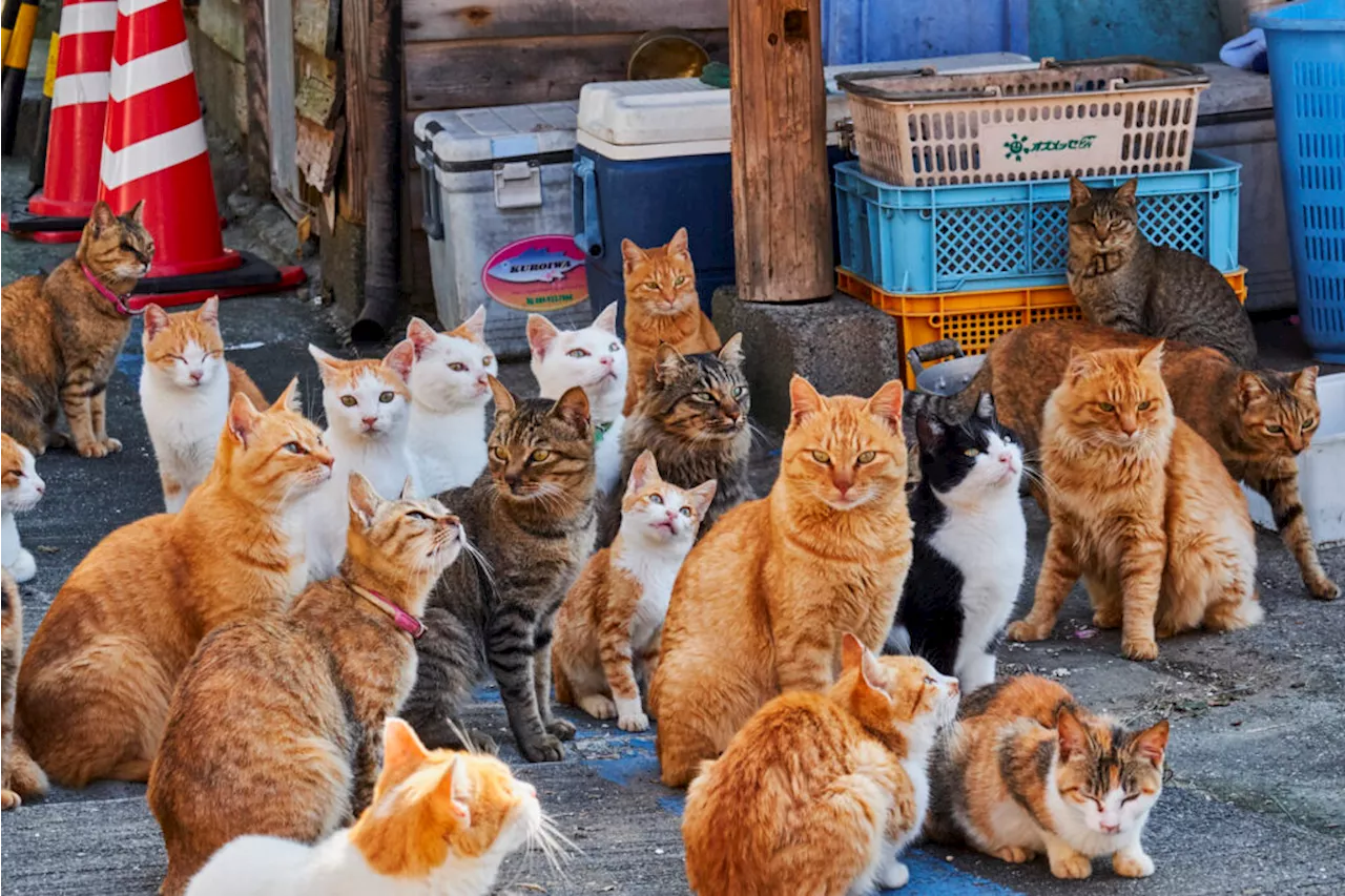 Turismo felino: dalle isole dei gatti a Catsanbul