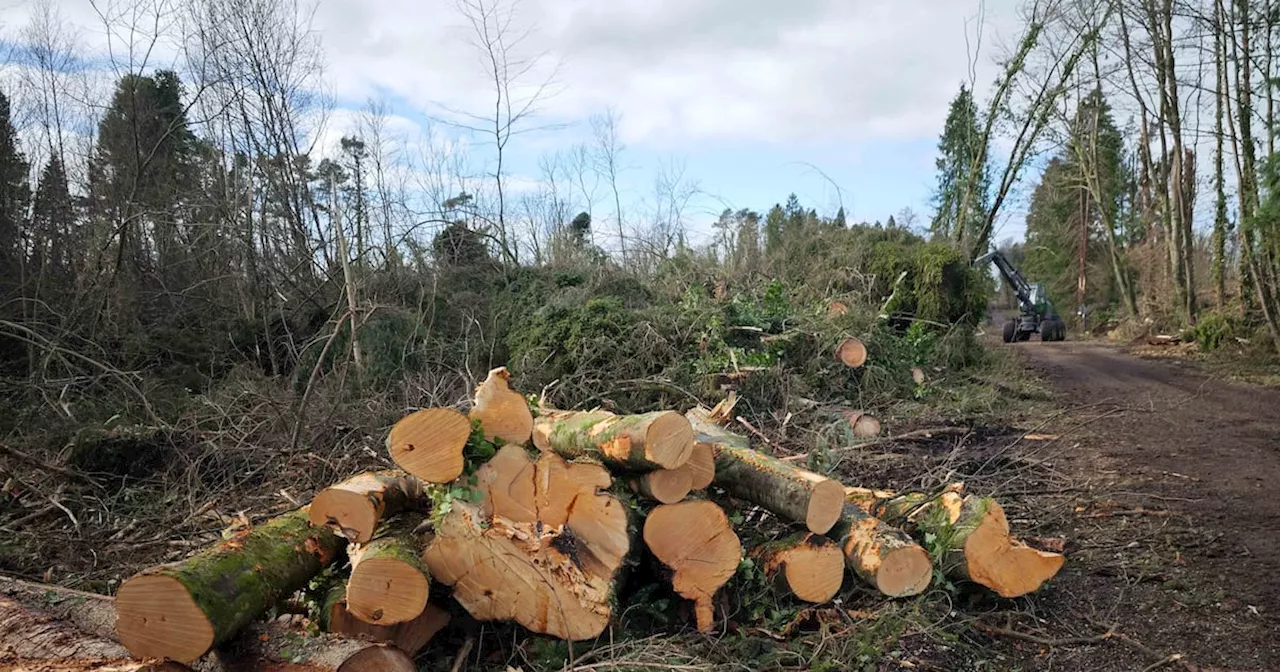 Storm Éowyn Highlights Need for Sustainable Forestry and Resilient Grids