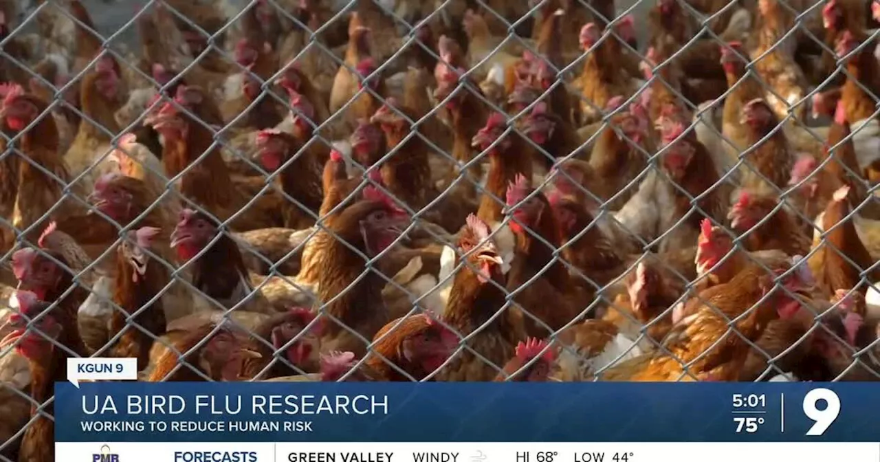 UA researcher working to fight bird flu in humans