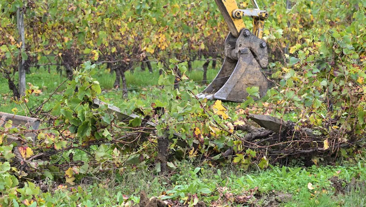 'Notre appellation doit perdurer' : le 'crève-cœur' de l’arrachage des vignes pour les viticulteurs du Lot-et-