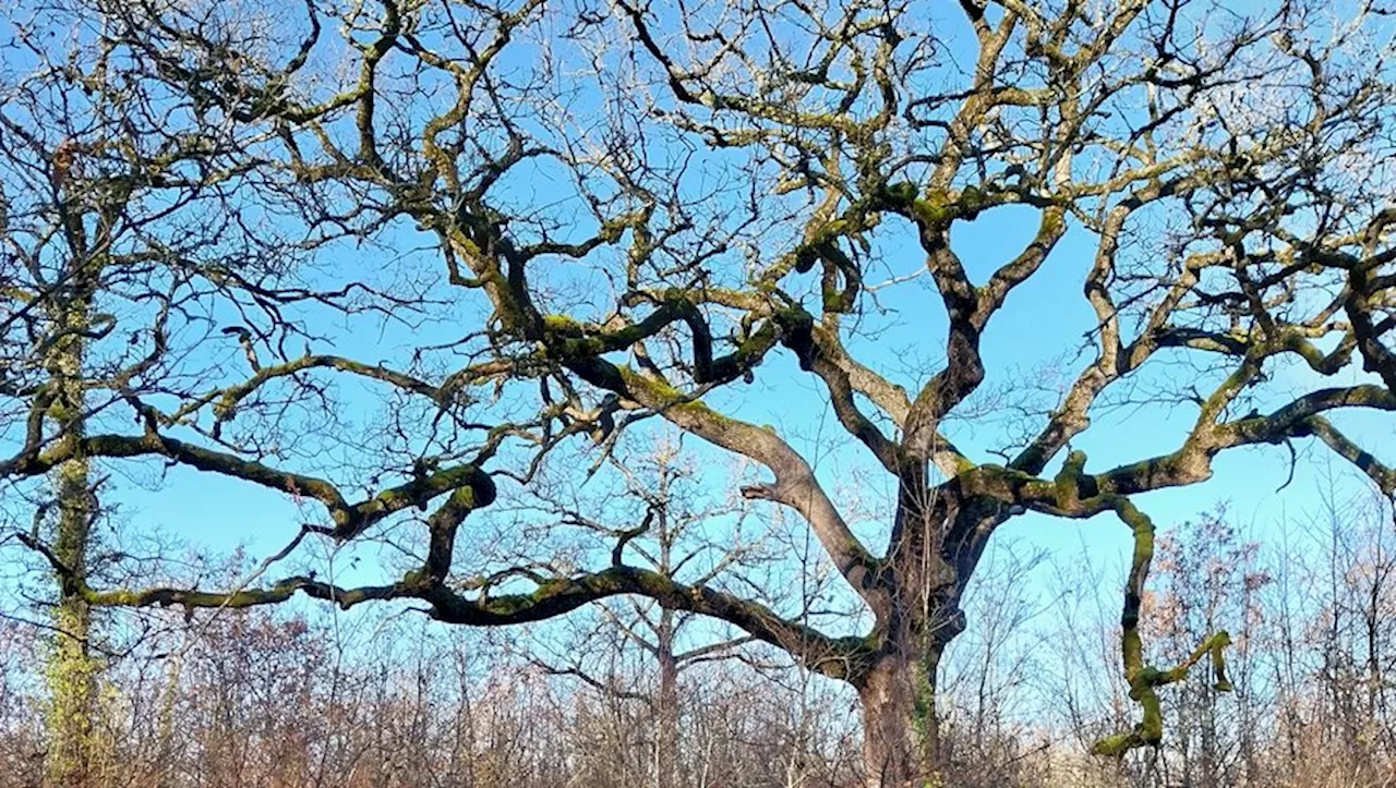 Les Arbres Symboliques de Gignac