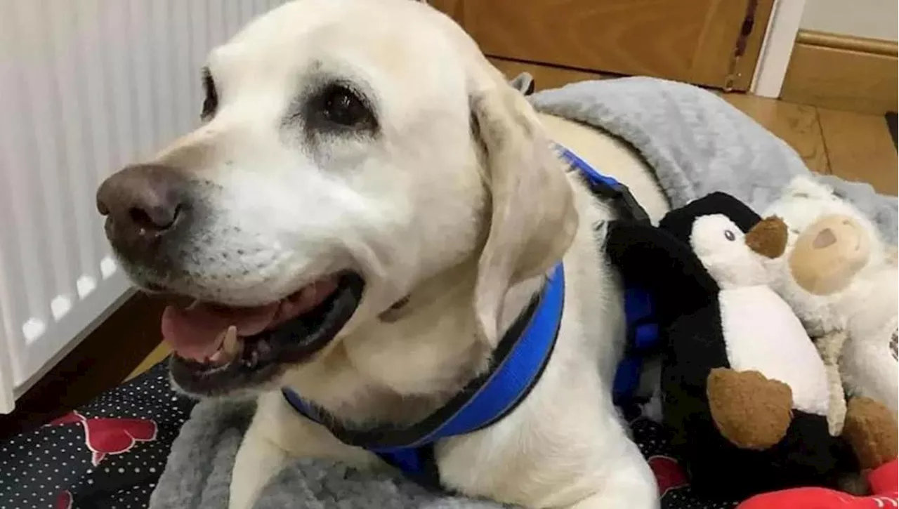 Dopo sette anni, la Labrador Daisy torna a casa