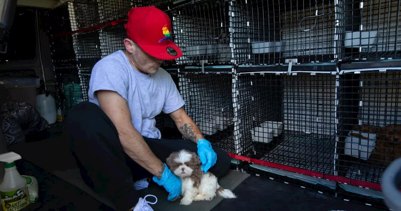 California Lawmakers Target Puppy Mill Pipeline with New Bills