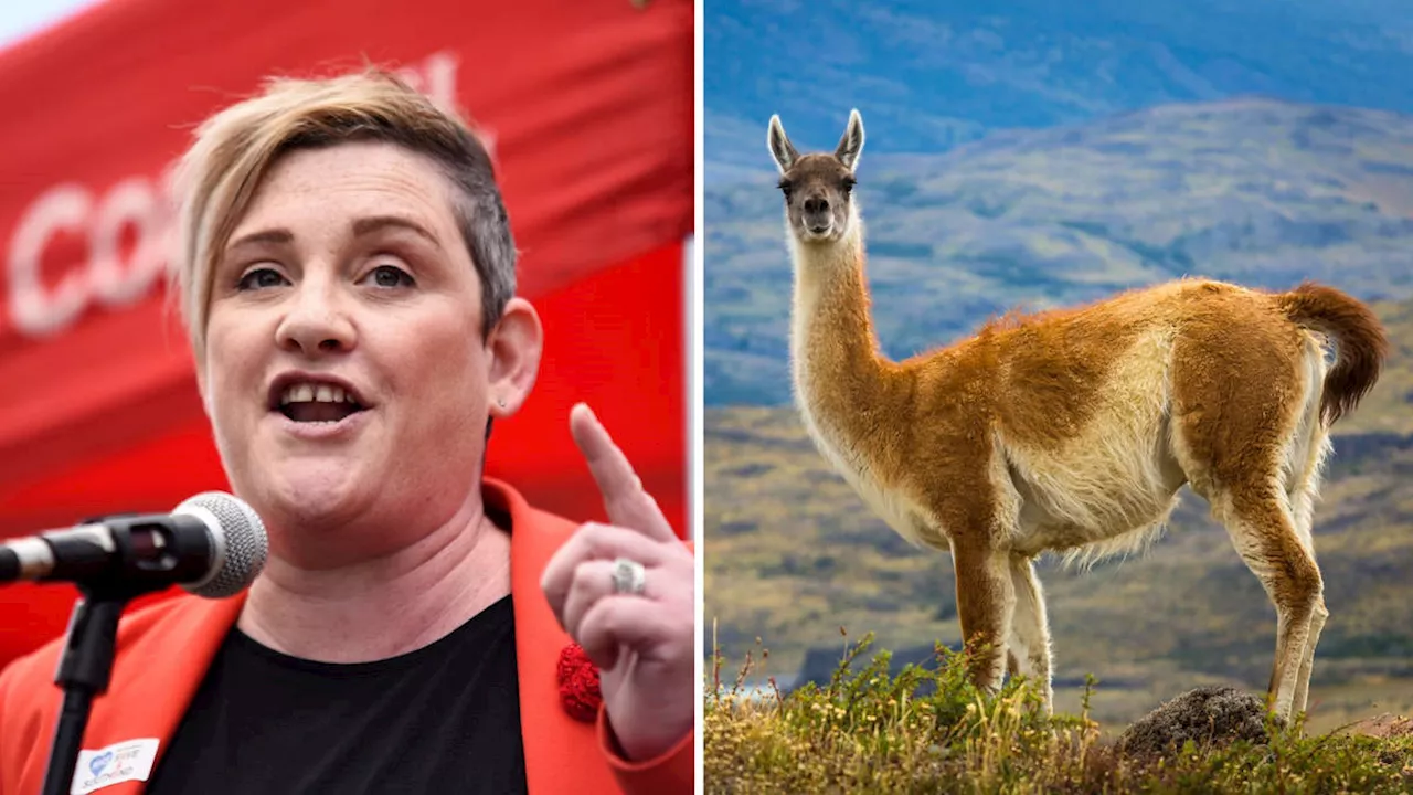 Labour's New Health Minister Says People Can Identify as Llamas