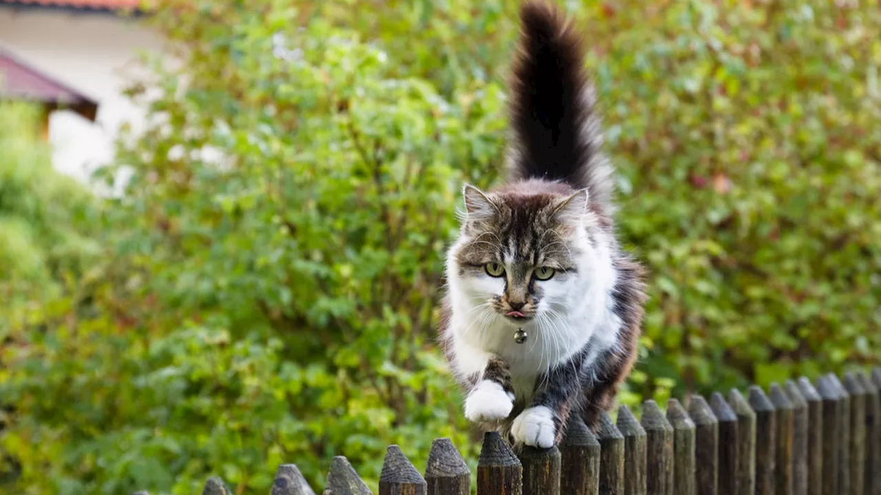 Cats in Lincolnshire Have Fur Shaved Off Mysteriously