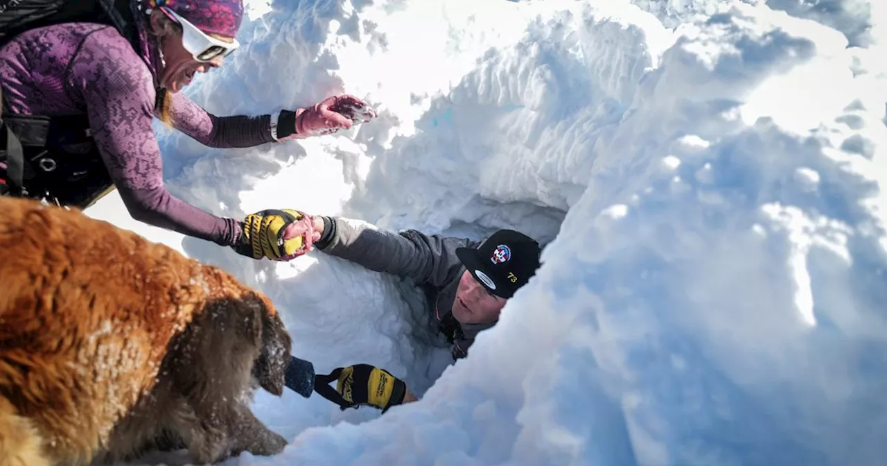 Chiens d’avalanche : ces héros à quatre pattes qui sauvent les vies des vacanciers