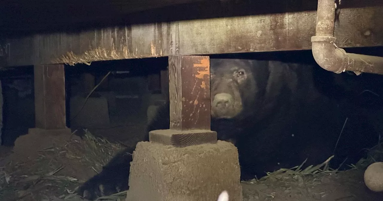 Un couple de Californiens de retour à Los Angeles après les incendies découvre un ours sous sa maison