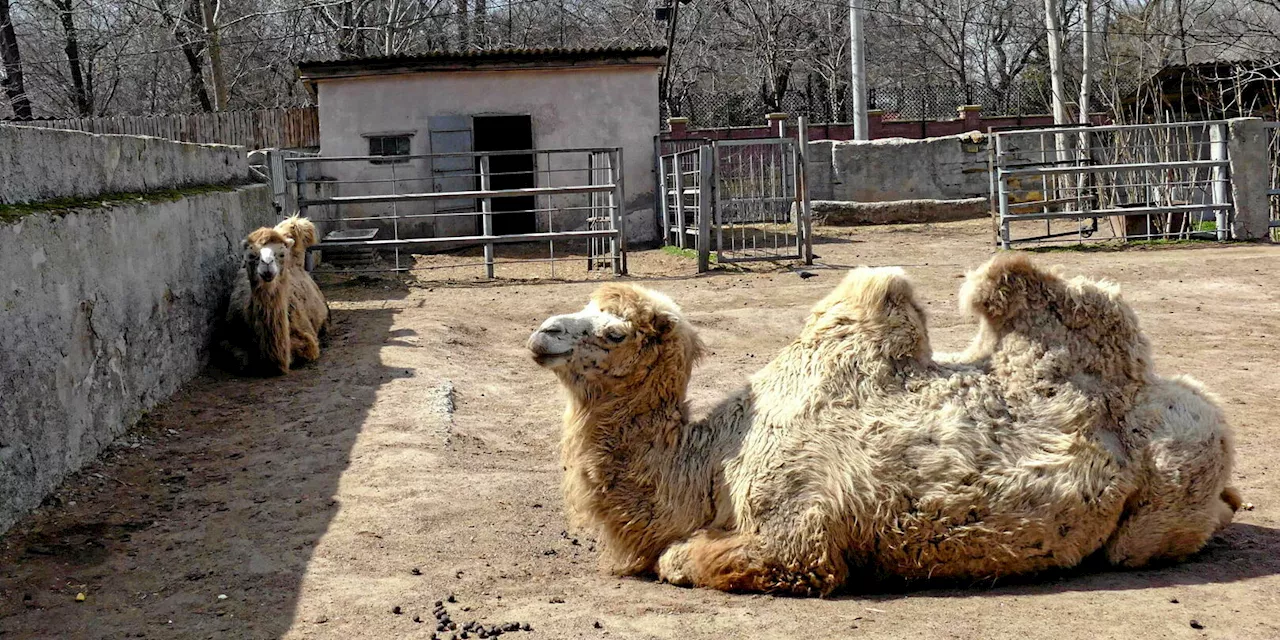 L'Armée Russe se Foudroit à des Animaux de Trait pour le Ravitaillement de ses Troupes