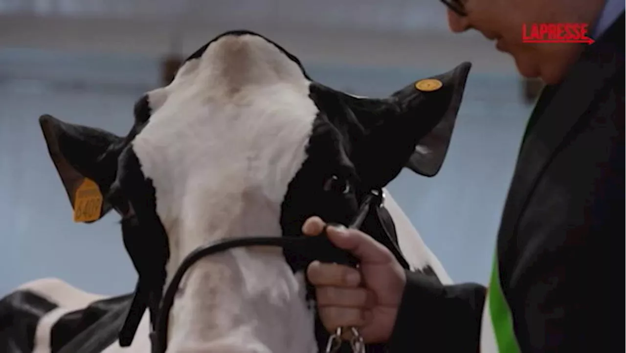 Betty, la Regina della Frisona Più Bella alla Fiera di Sant'Apollonia