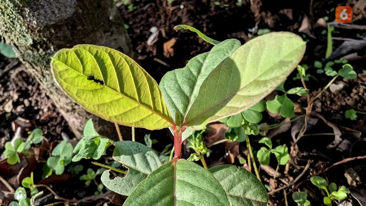 Manfaat Daun Jambu Biji untuk Menurunkan Kolesterol