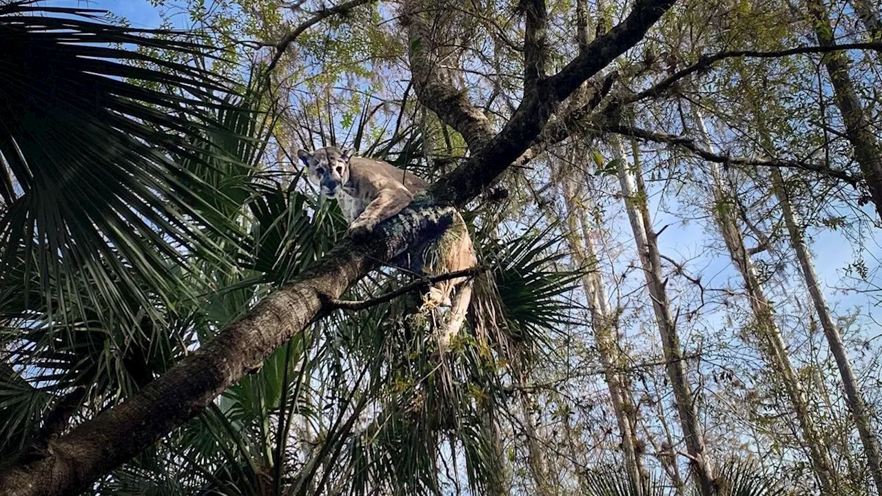 Heaviest Florida Panther Ever Recorded Captured, Collared